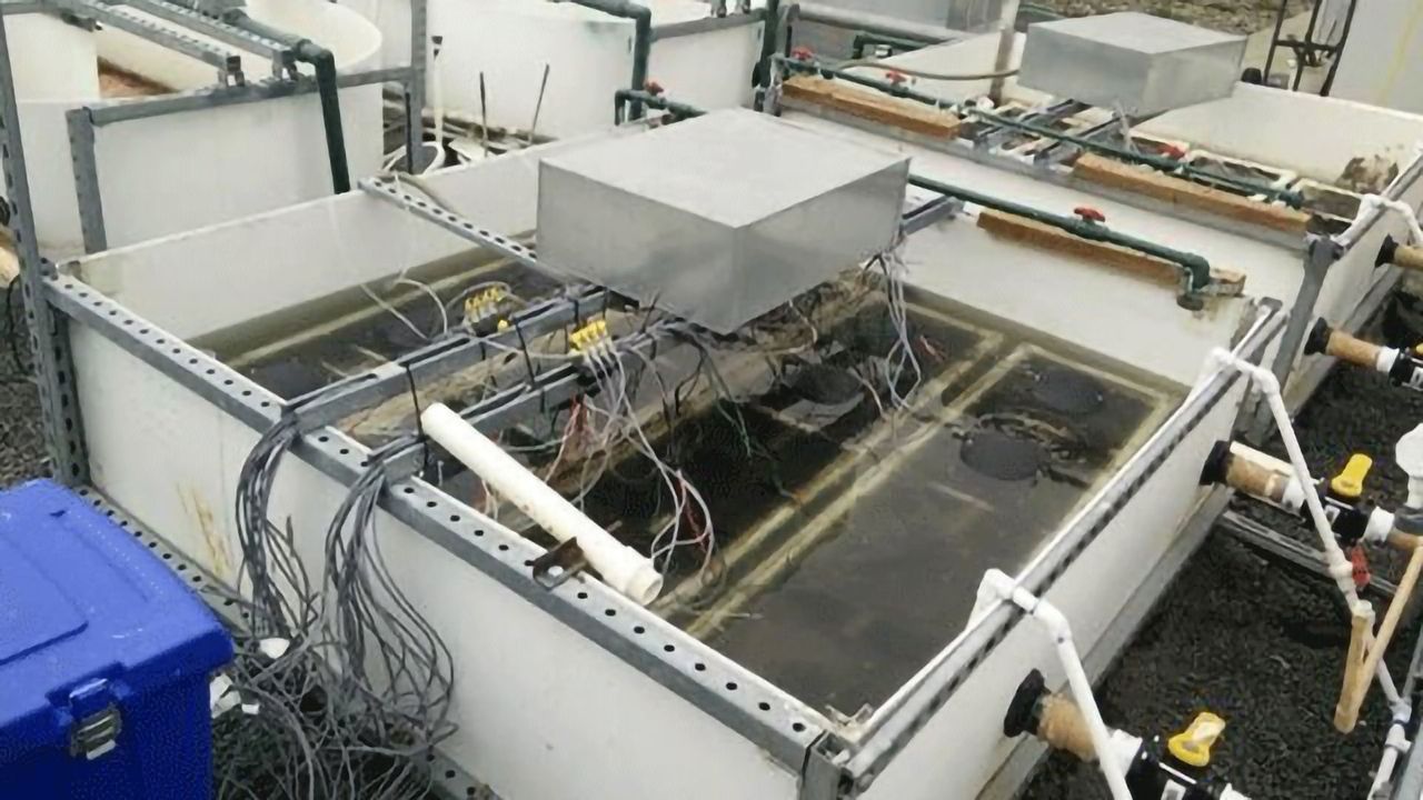 Sustainable Wastewater Treatment Powered by Electron-Producing Microbes