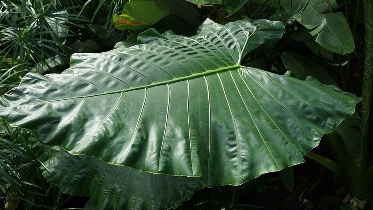 Vegetable Oil Industry Could Be Revolutionized by Engineering Leaves