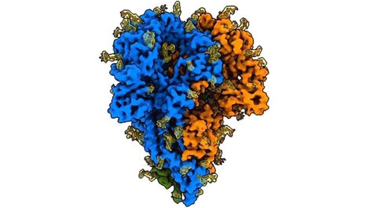 Most Realistic View of Coronavirus Spike Protein Yet