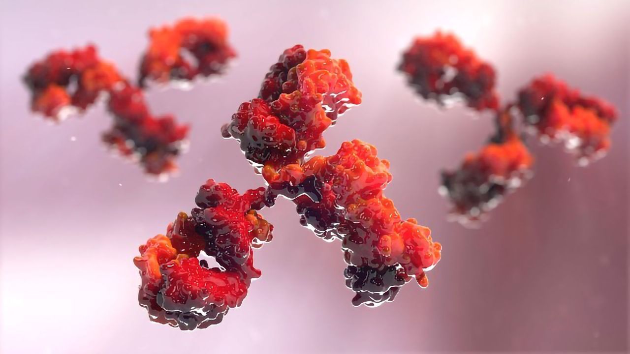 The Immune Systems's Mechanics