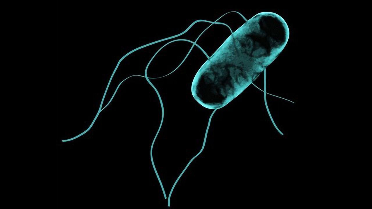 How Salmonella Made the Leap From Gut to Bloodstream