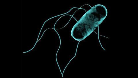 How Salmonella Made the Leap From Gut to Bloodstream