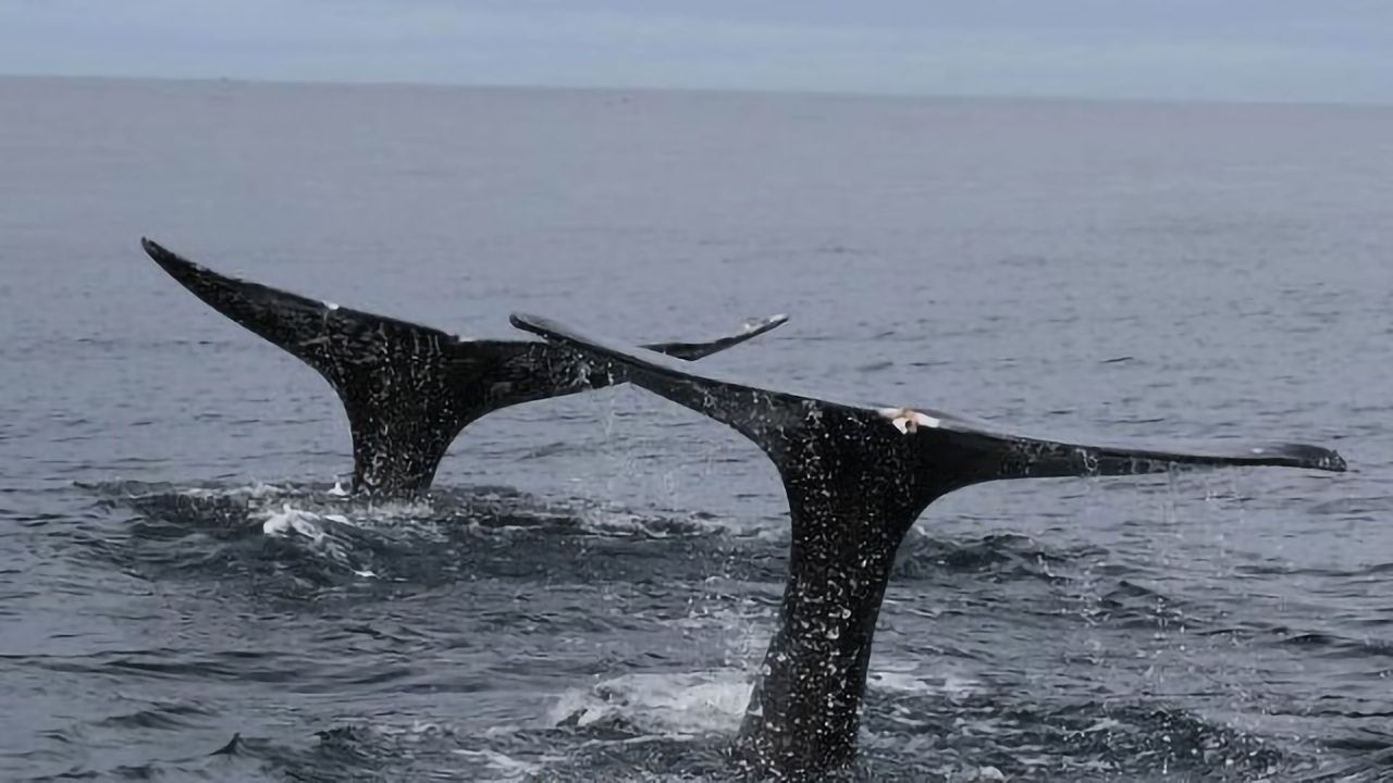 Whale Poop Analysis Reveals Stress Level Indicators