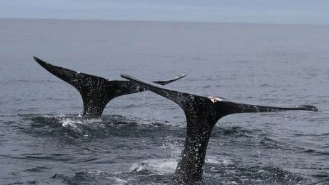 Whale Poop Analysis Reveals Stress Level Indicators