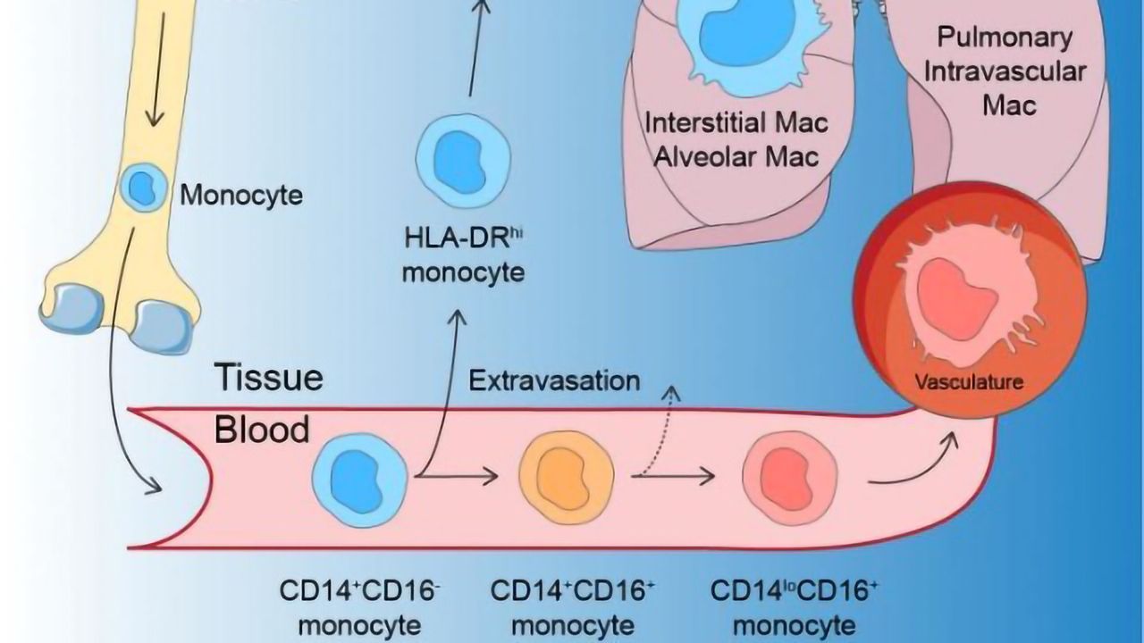 Investigating the Immune Cells Behind Severe Viral Lung Attacks