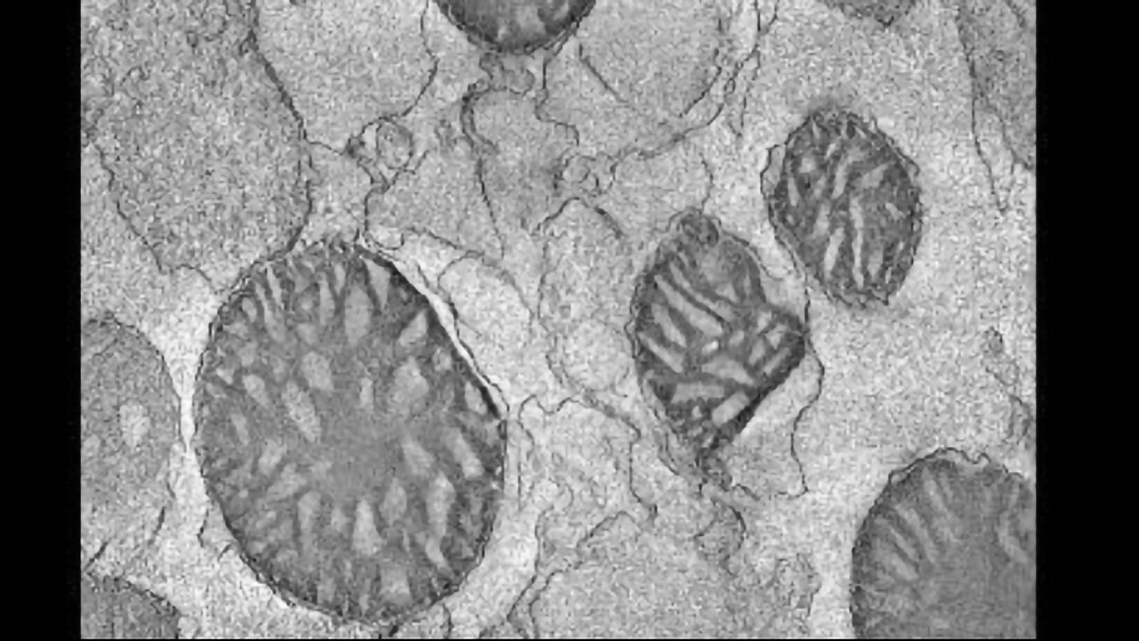 High-Throughput Mitochondrial Transfer Device Developed