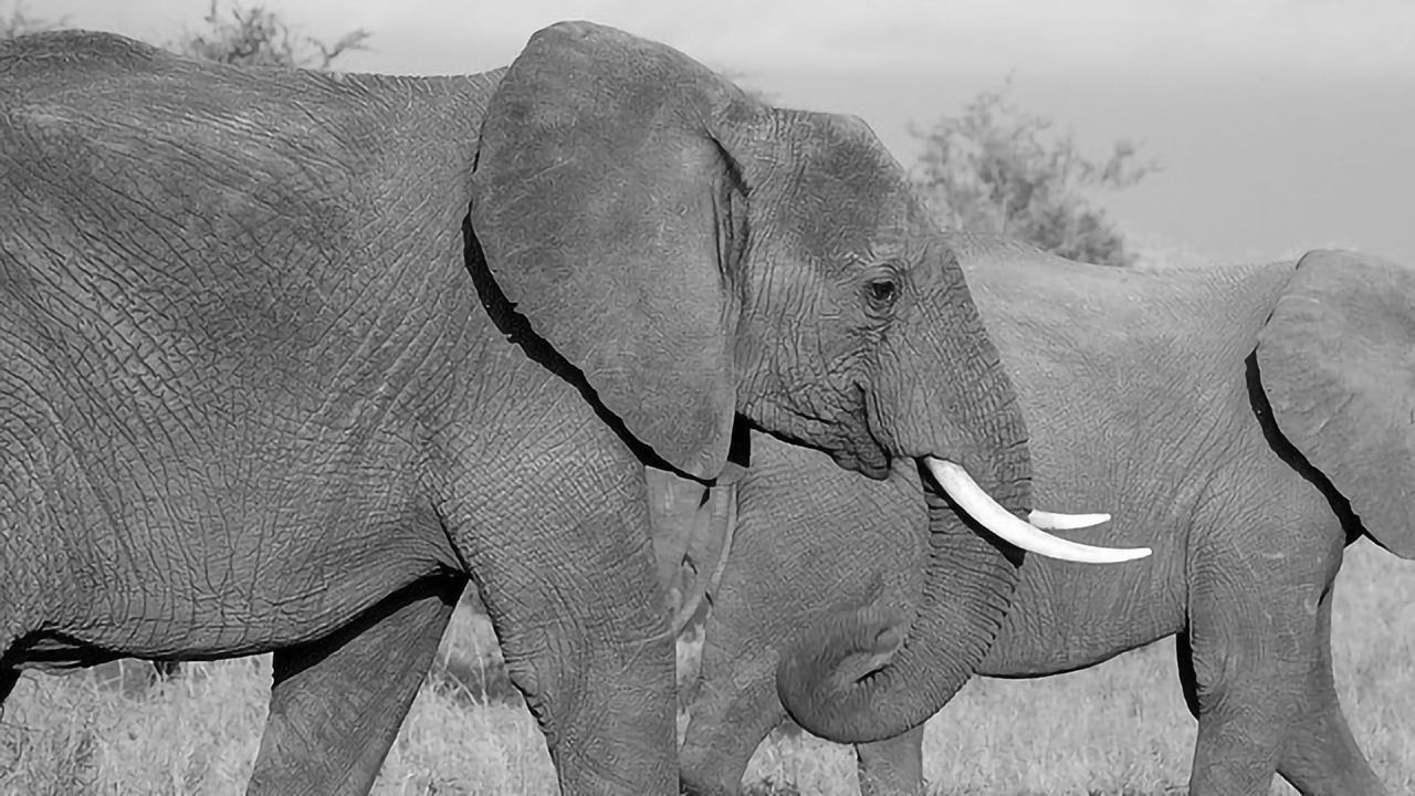 "Disguised" Elephant Ivory Still Traded on eBay