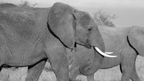 "Disguised" Elephant Ivory Still Traded on eBay