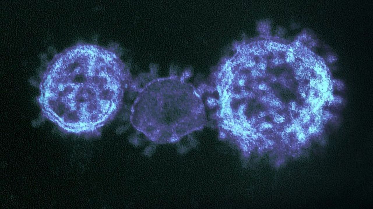 Animal Models of SARS-CoV-2 Evaluated