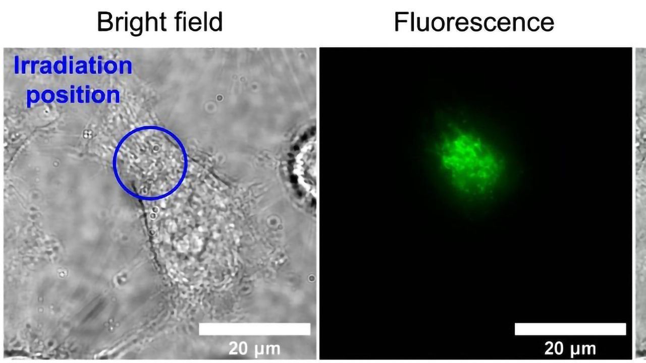 Magnets Dim Natural Glow of Human Cells