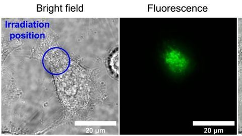 Magnets Dim Natural Glow of Human Cells