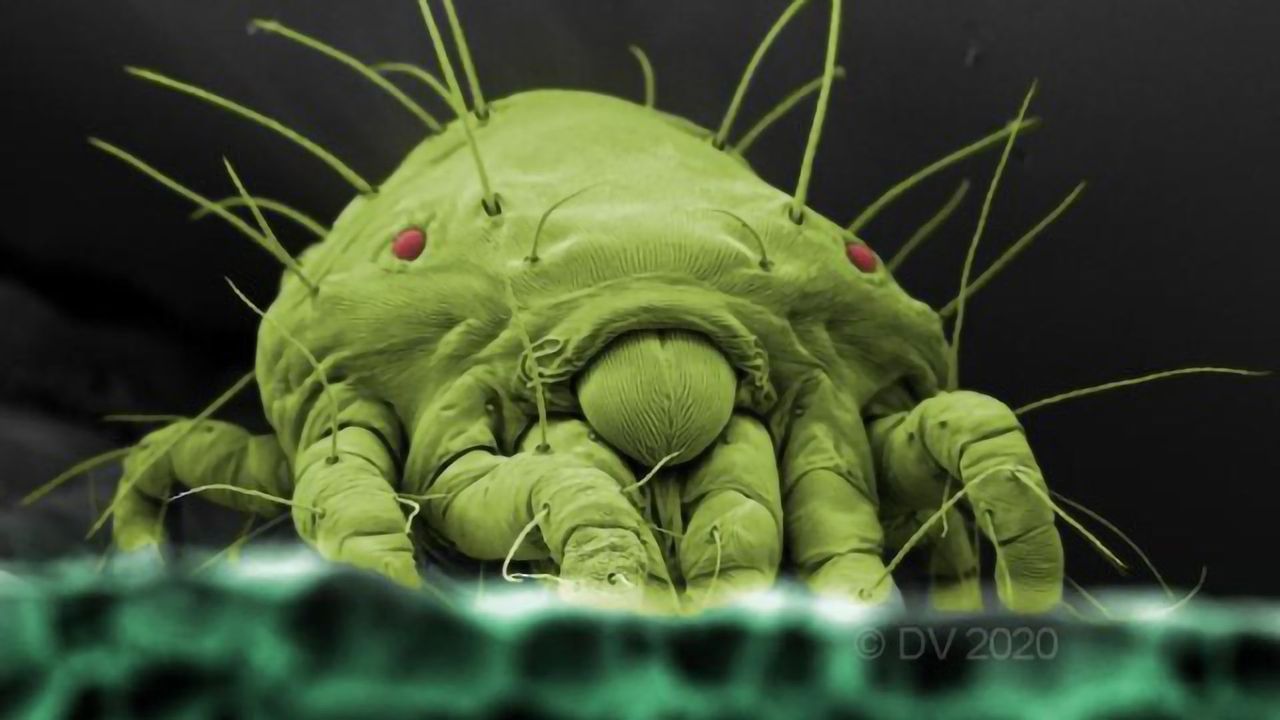 Action of Bio-Pesticide Against Spider Mites Unraveled
