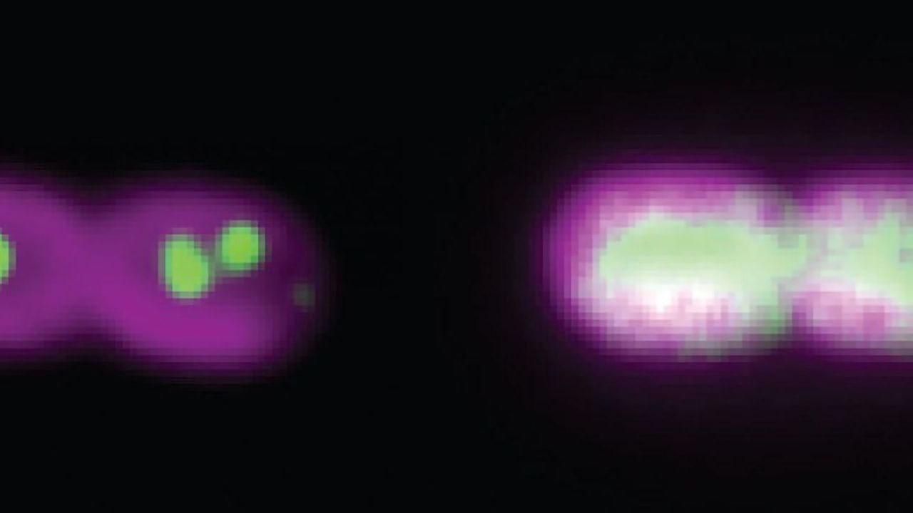 Window Into Ancient Ocean Provided by Modern Microbes