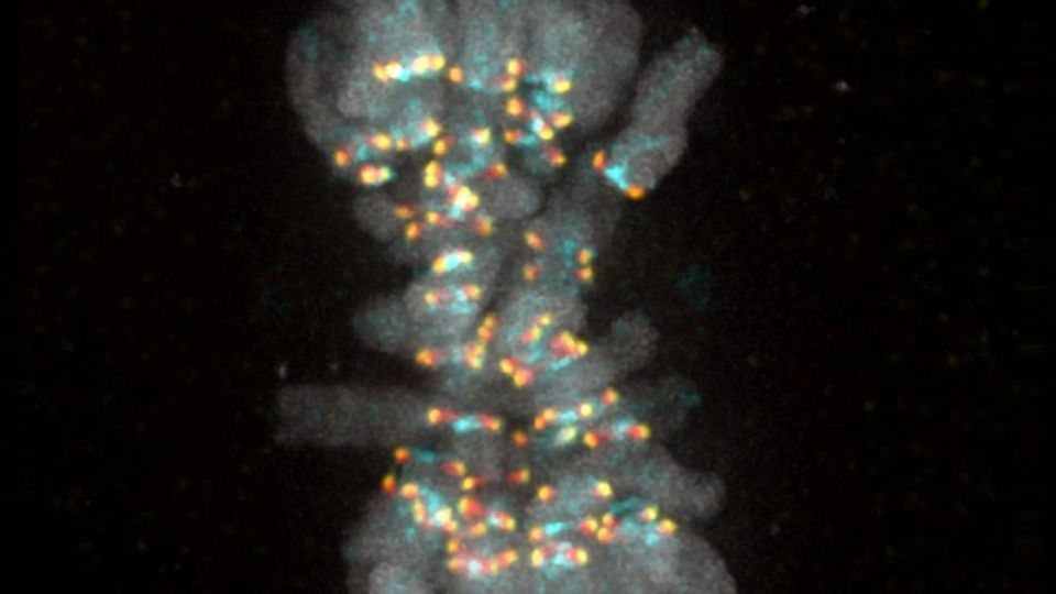 Cell Biologists Decipher Signal That Ensures No Chromosome Is Left Behind content piece image