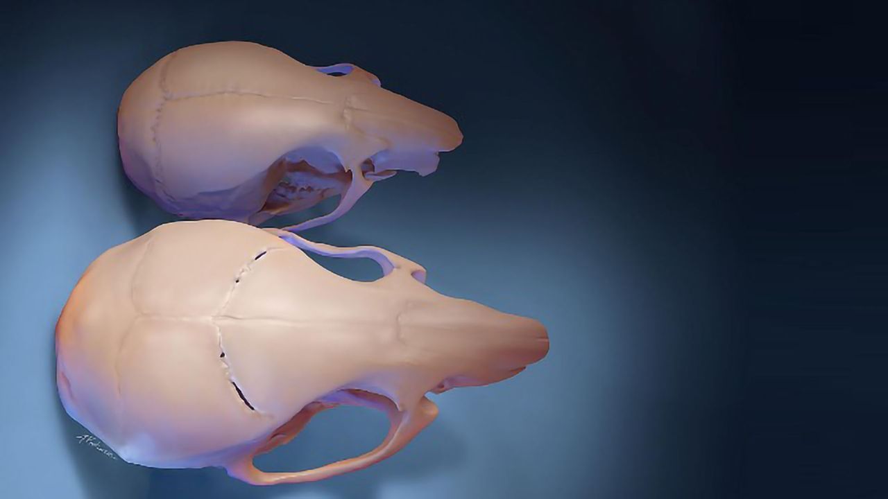 Stem Cells Correct Skull Shape in Mouse Model of Childhood Disorder