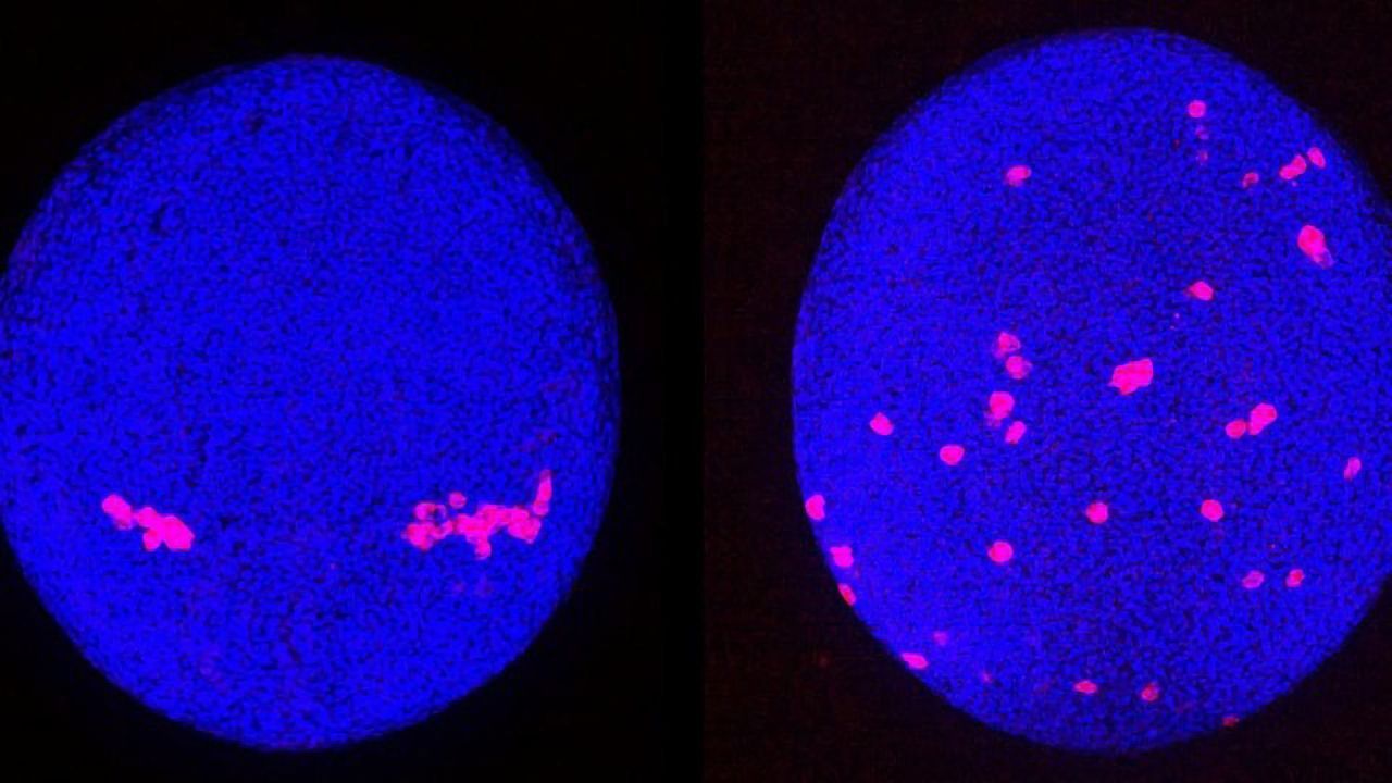 Patterns in Primordial Germ Cell Migration Uncovered