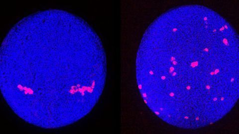 Patterns in Primordial Germ Cell Migration Uncovered