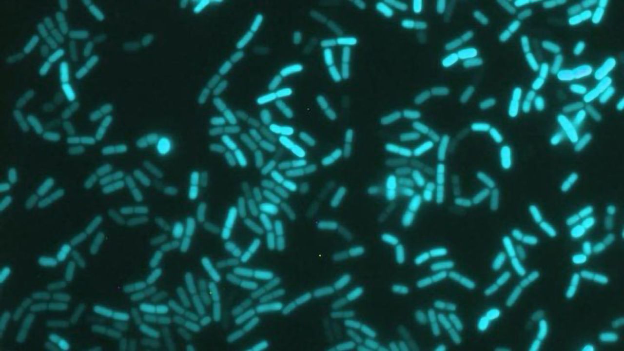 Bacteria Have Internal Clocks Too