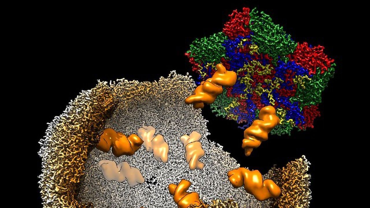 How Viruses "Pack Up" To Infect