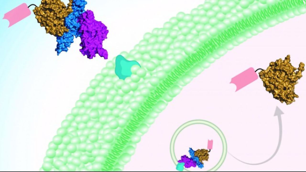 Modified Botulinum Toxin Targets Nerve Cells and Reverses Paralysis in Mice