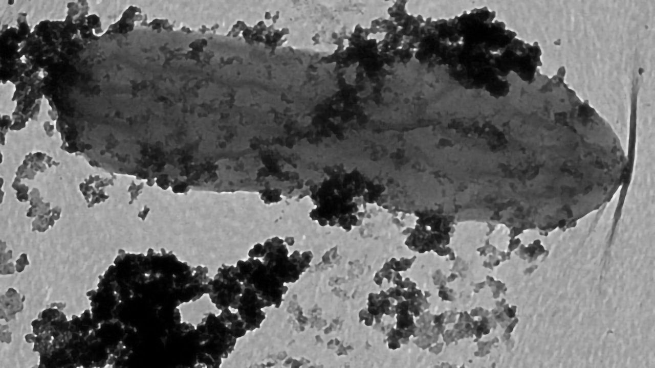 Bacteria That Respires Rust Could Help To Protect the Environment From Toxic Metal