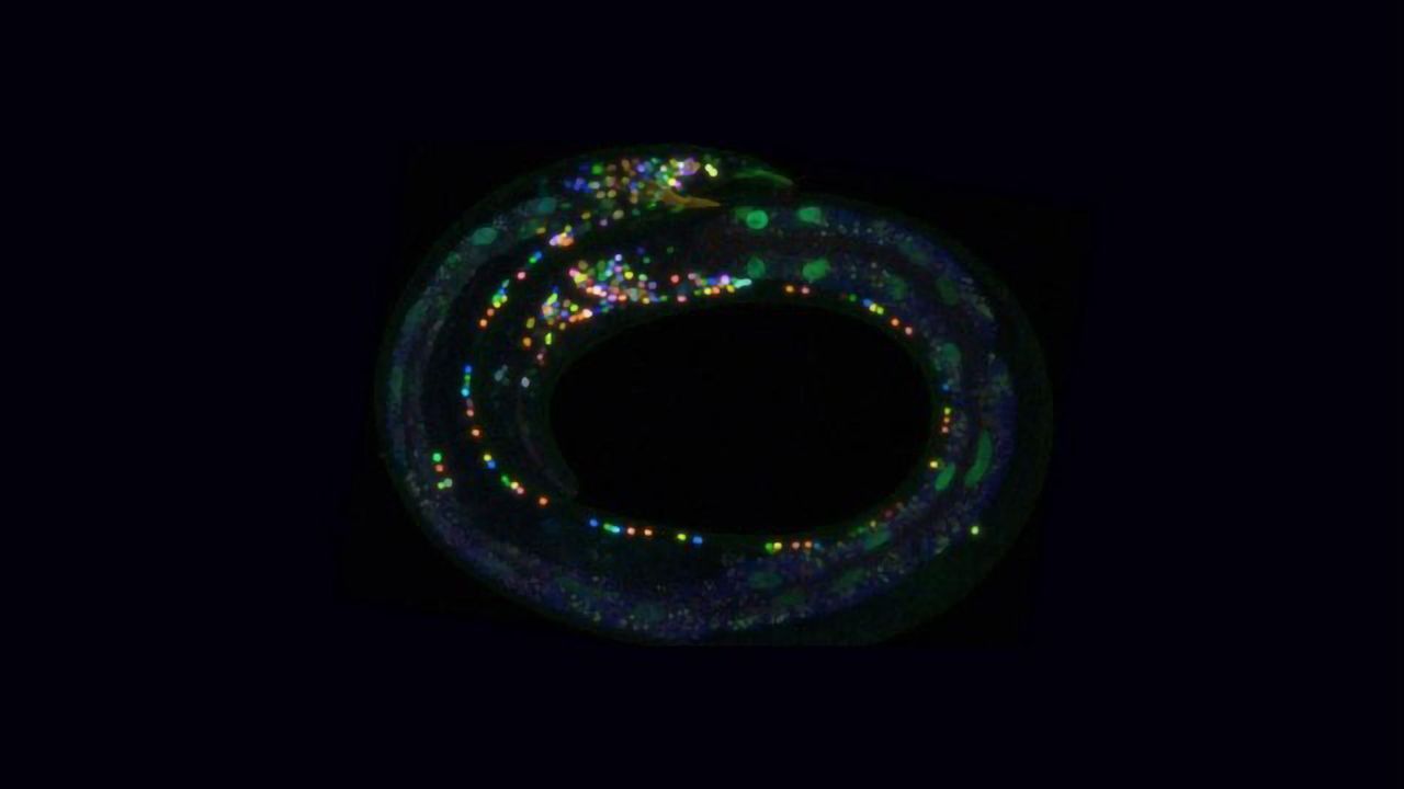 Researchers Paint the Mind of a Worm Using Fluorescent Technique