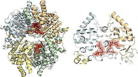 Protein Structure Identification Aids Search for Drugs To Combat Disease