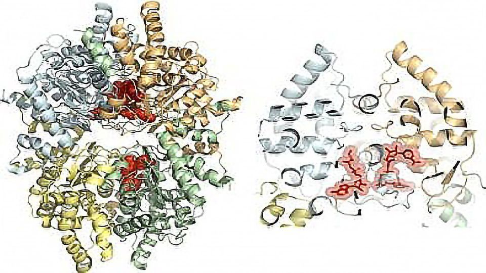 Protein Structure Identification Aids Search for Drugs To Combat Disease content piece image