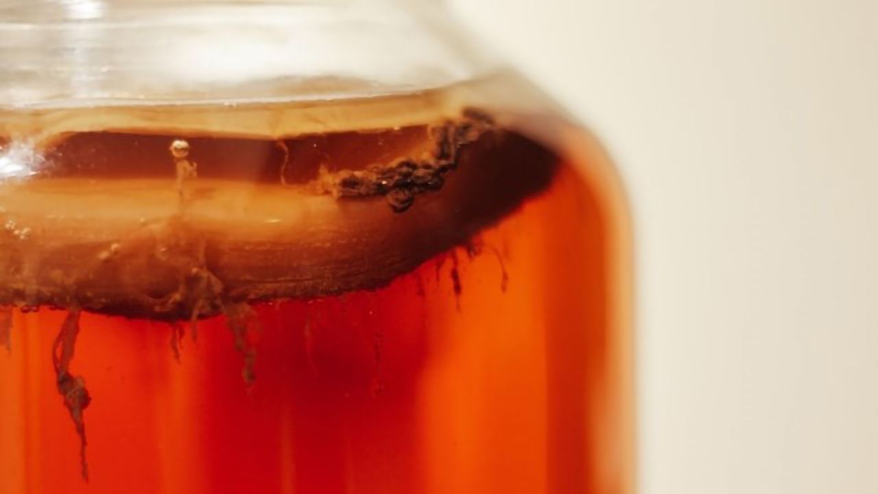 Kombucha Inspires Creation of a Microbial “Living Material”