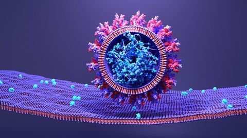 Short Form of ACE2 Upregulated by Interferon Therapy Lacks SARS-CoV-2 Binding Site