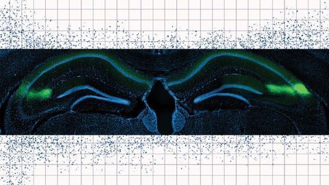 The Brain Encodes the "Where" and "When" of Memory Separately