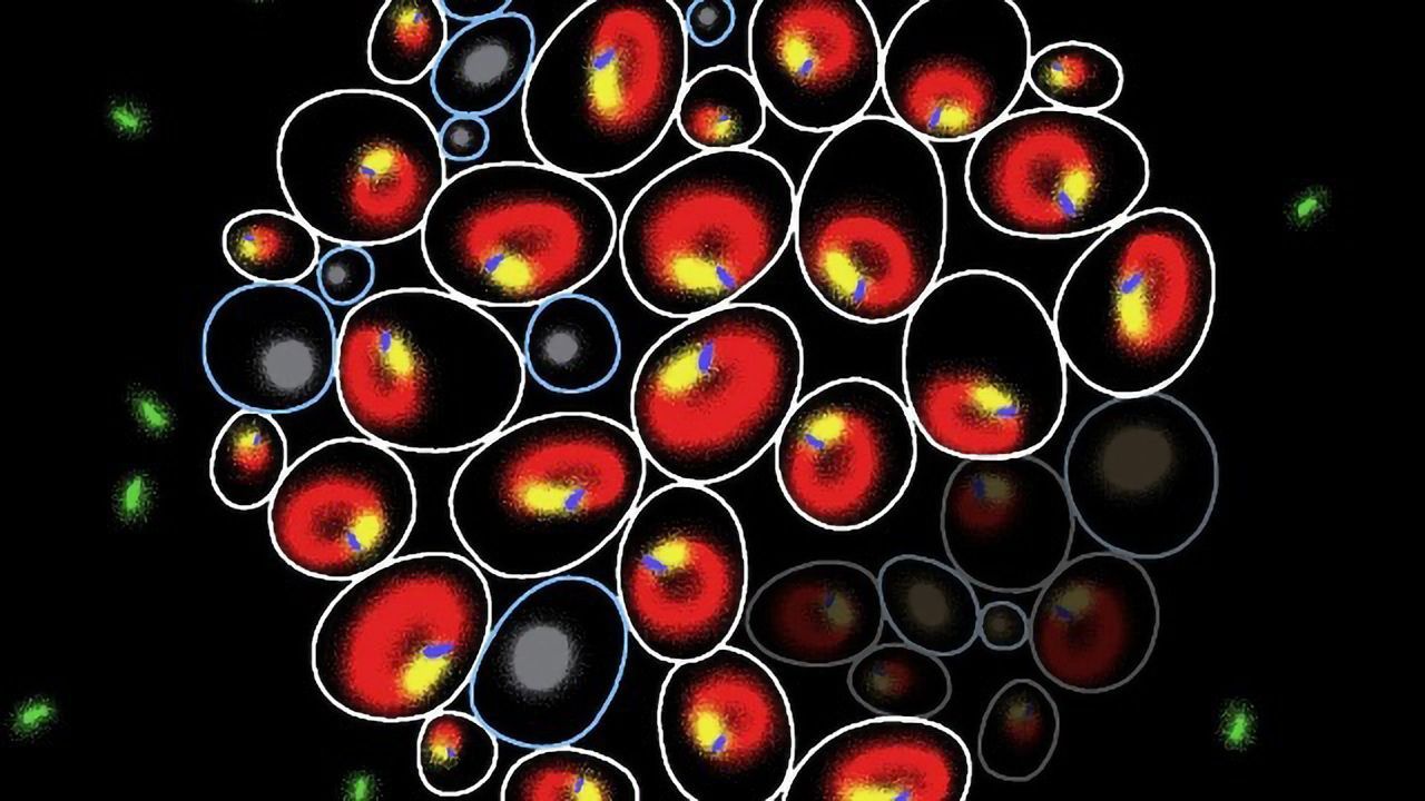 Biomarkers Discovered That Can Help To Predict Cell Fate