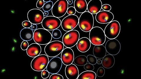 Biomarkers Discovered That Can Help To Predict Cell Fate