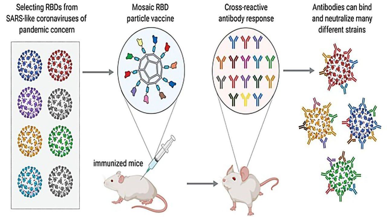Nanoparticle Vaccine Technology Introduces Immune System to a Variety of Different Coronaviruses
