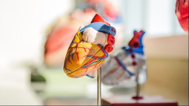 研究揭示了心脏干细胞补充受损组织内容块的形象