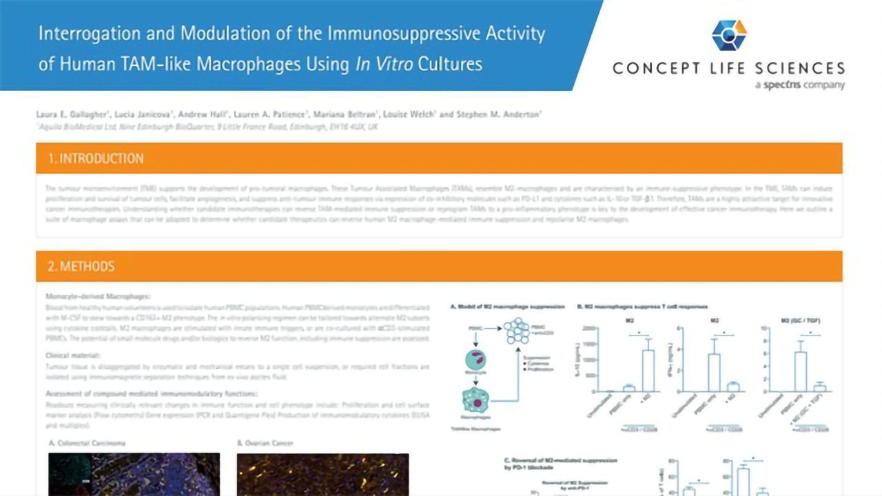 Interrogation and Modulation of the Immunosuppressive Activity of Human TAM-Like Macrophages Using <i>In Vitro</i> Cultures