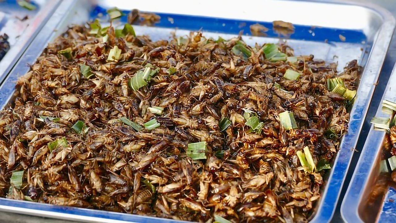 Edible Insects Get a Foothold on European Plates