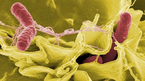 Protein Allows Salmonella To Swim Straight