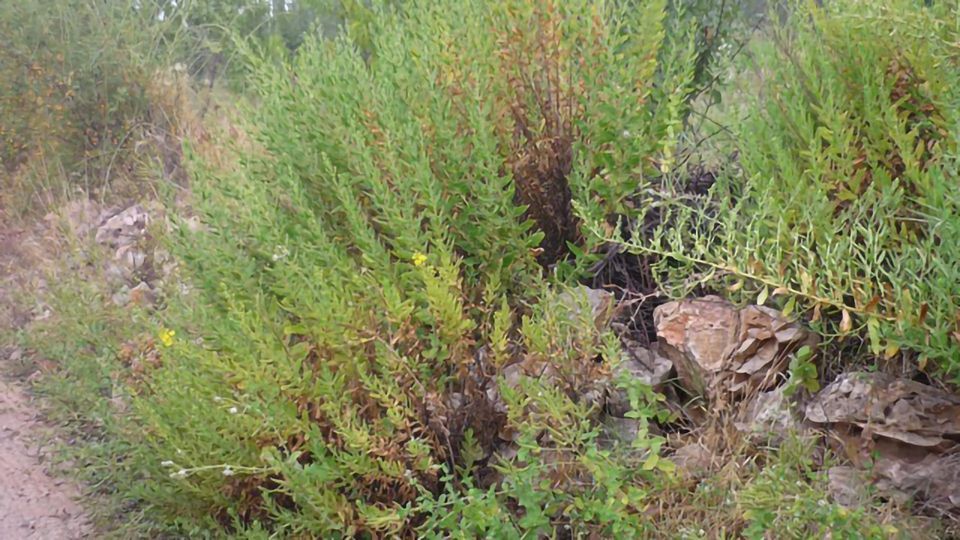 Compound Isolated From Medicinal Plant Kills Brain-Eating Amoebae in the Lab content piece image