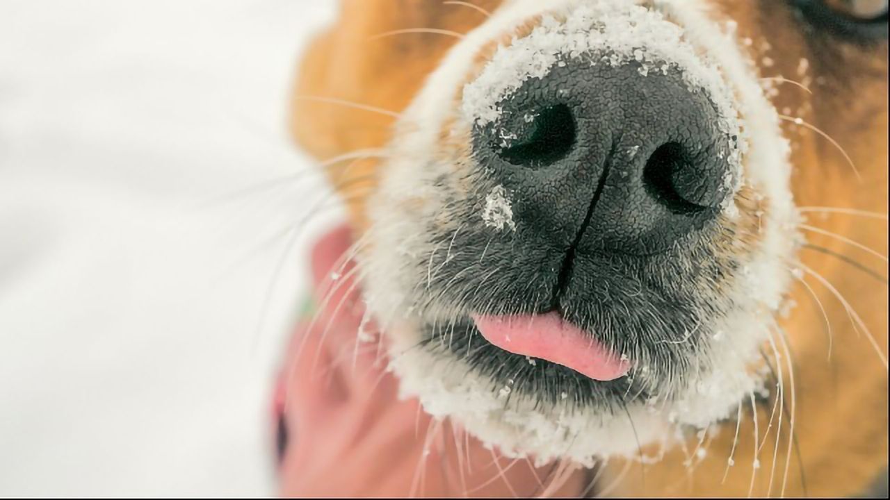 The Smell of Progress: Researchers Create Biohybrid Scent Sensor
