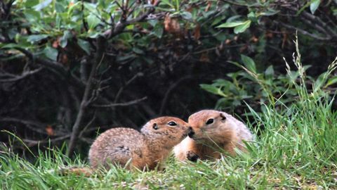 Omega-3 Fat Helps Hibernating Ground Squirrels To Keep Warm