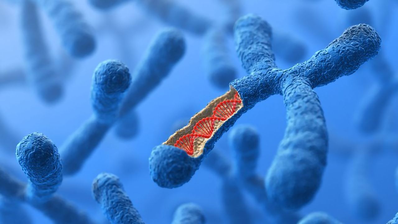 Reverse Engineering Highly Detailed Models of Chromosomes