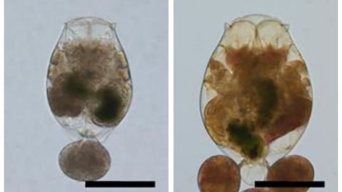 Upscaling "Dinner" Could Improve Aquaculture Success