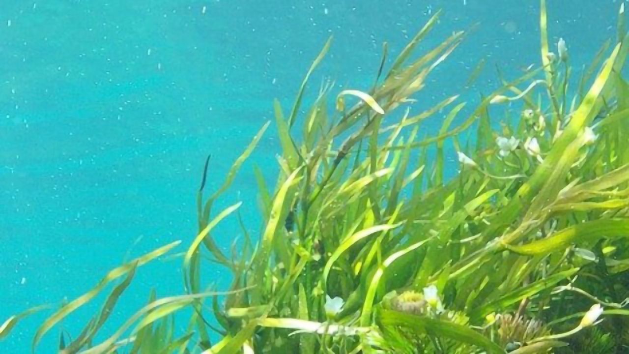 Algal Communities Locked in a Simplified State by Ocean Acidification
