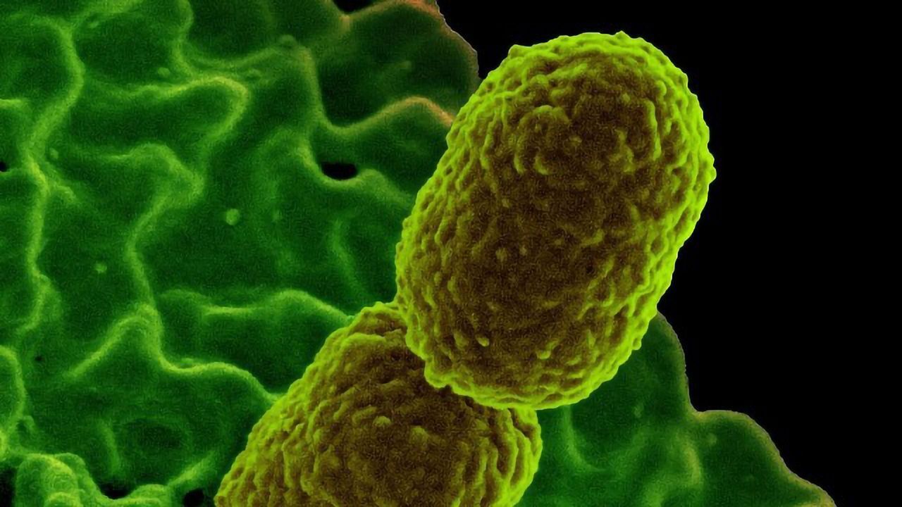 Nutrient Could Help the Body Fight Bacterial Infections