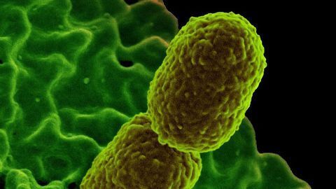 Nutrient Could Help the Body Fight Bacterial Infections