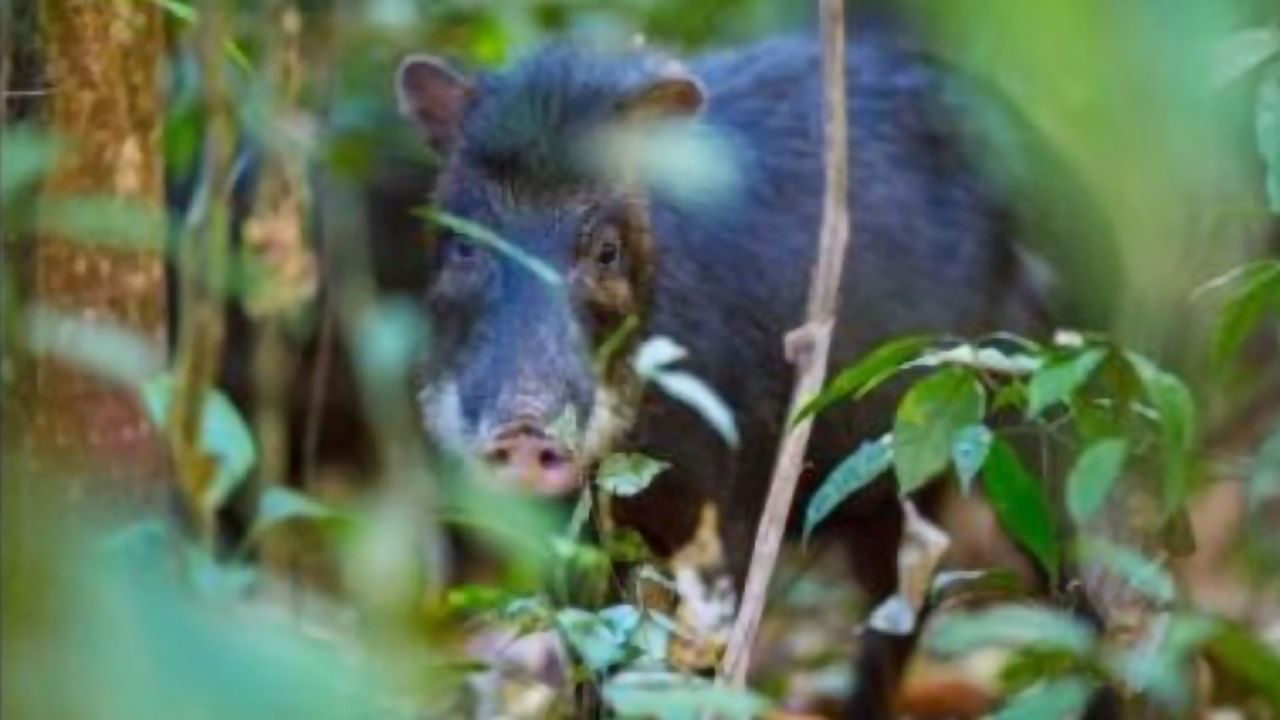 Large Mammals Essential for Soil Health