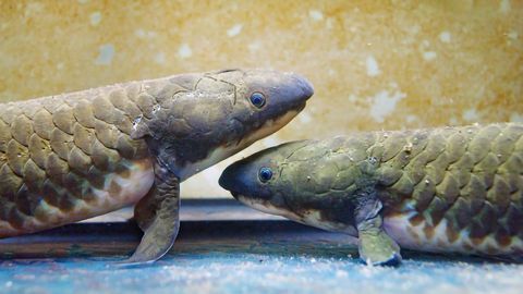 Lungfish Genome Reveals How Aquatic Vertebrates Conquered Land