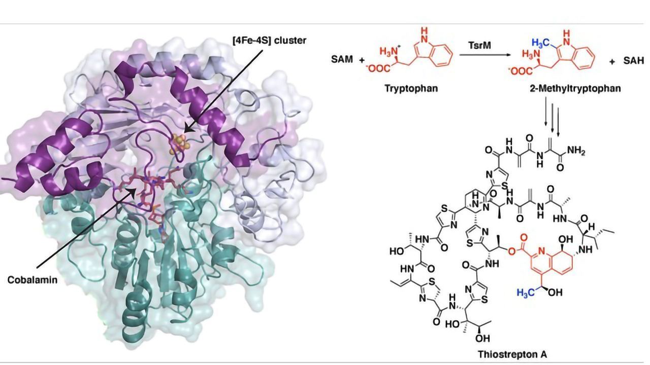 Synthesis of Potent Antibiotic Involves Unusual First Steps