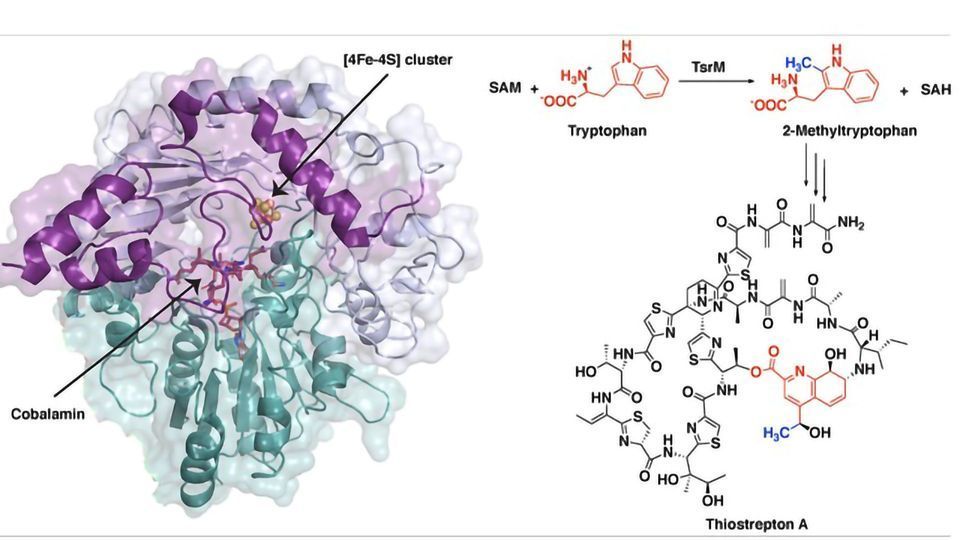 Synthesis of Potent Antibiotic Involves Unusual First Steps content piece image